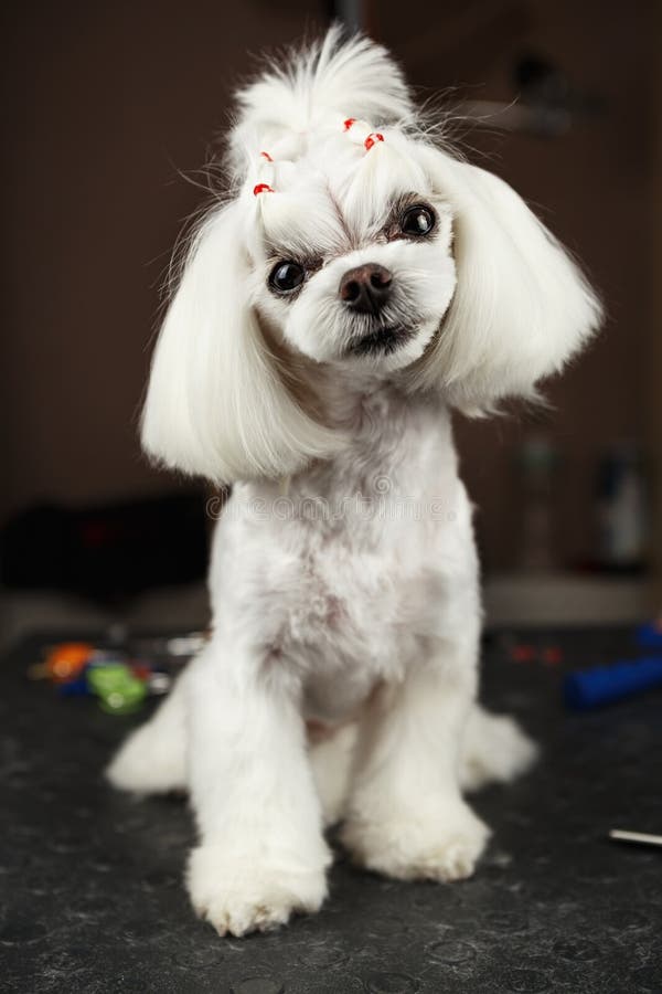 Adorable white Maltese being groomed at the salon