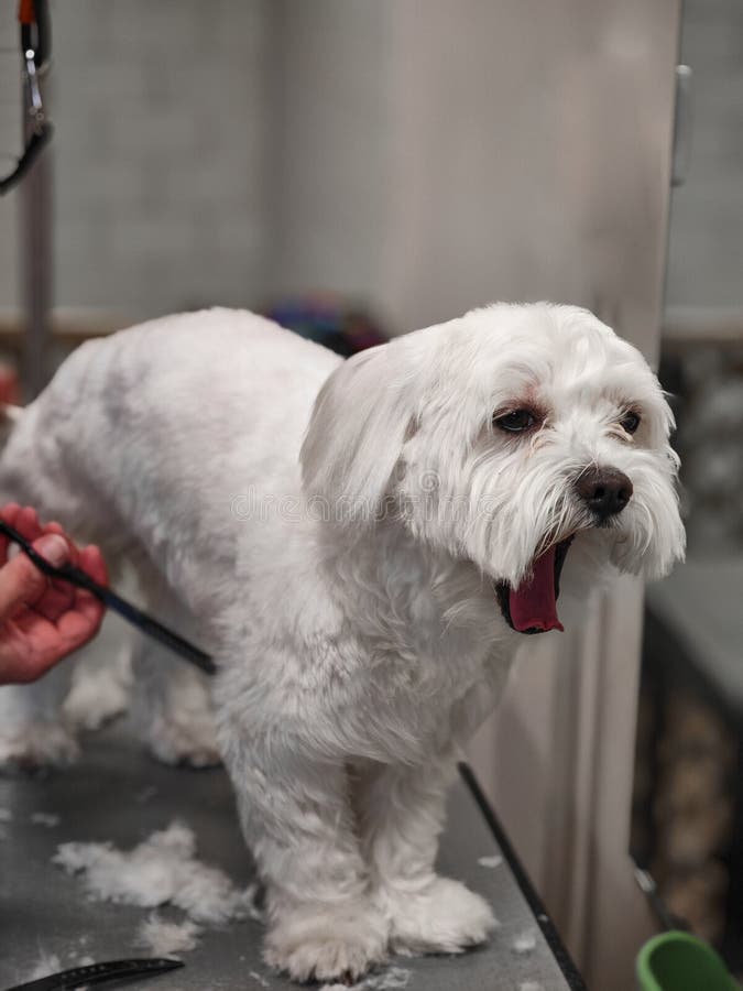 Cute freshly groomed puppy on the grooming table