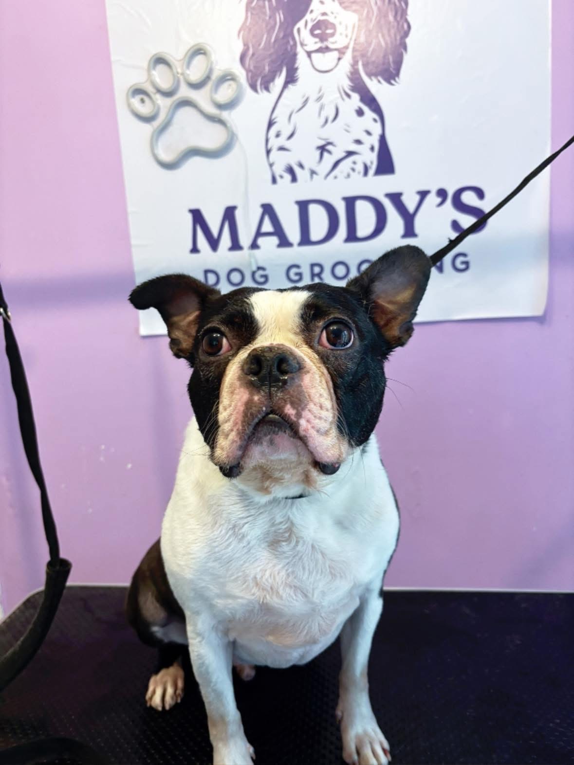 Smart Boston Terrier freshly groomed