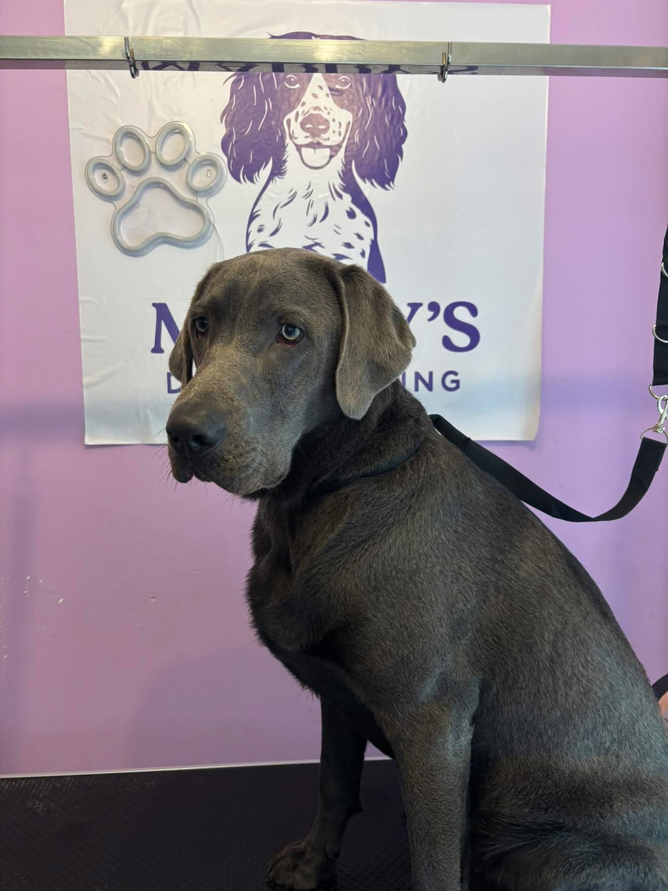 Majestic Labrador at the grooming salon