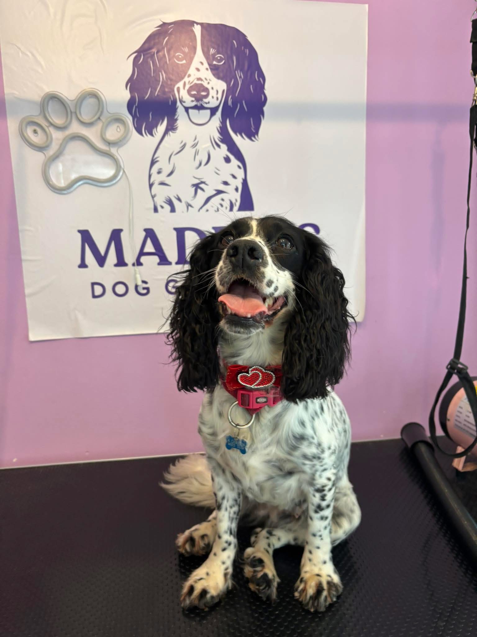 Beautiful Springer Spaniel with red collar