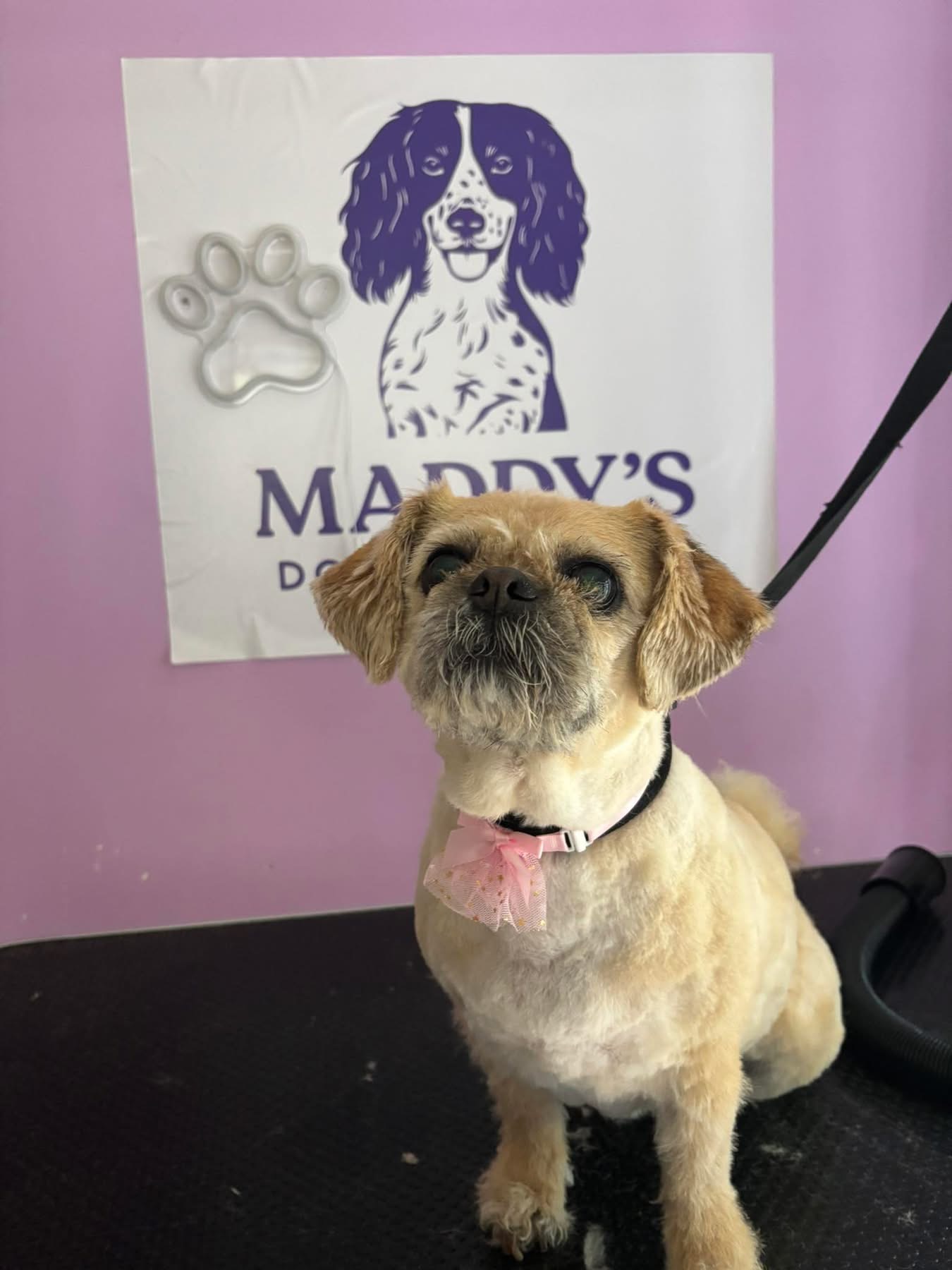 Cute terrier mix with pink bow after grooming