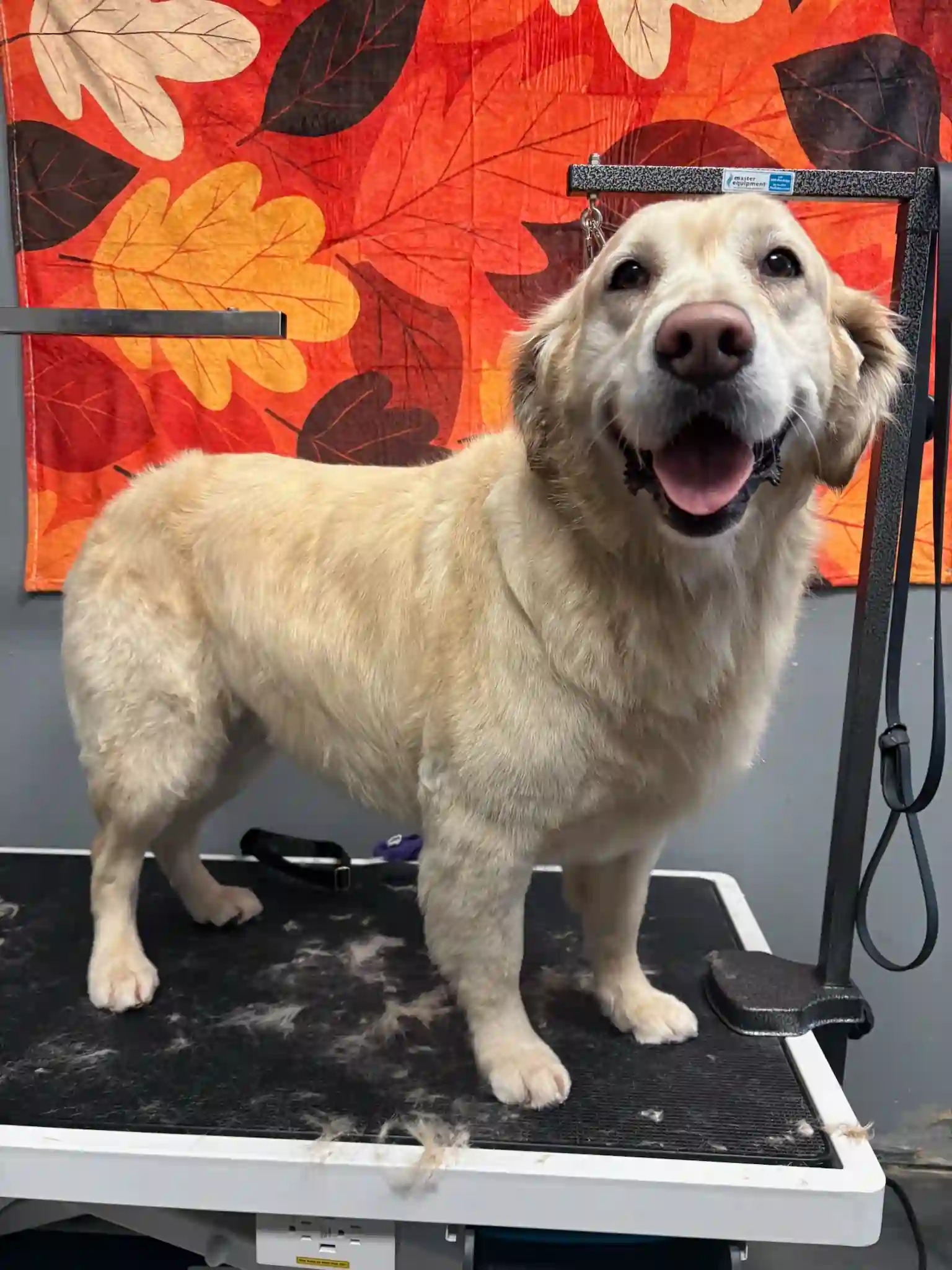 Beautifully groomed golden dog at Maddy's Dog Grooming salon